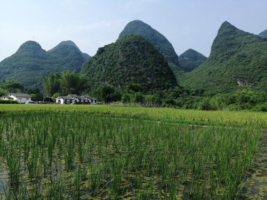 Reisterrassen in Südchina