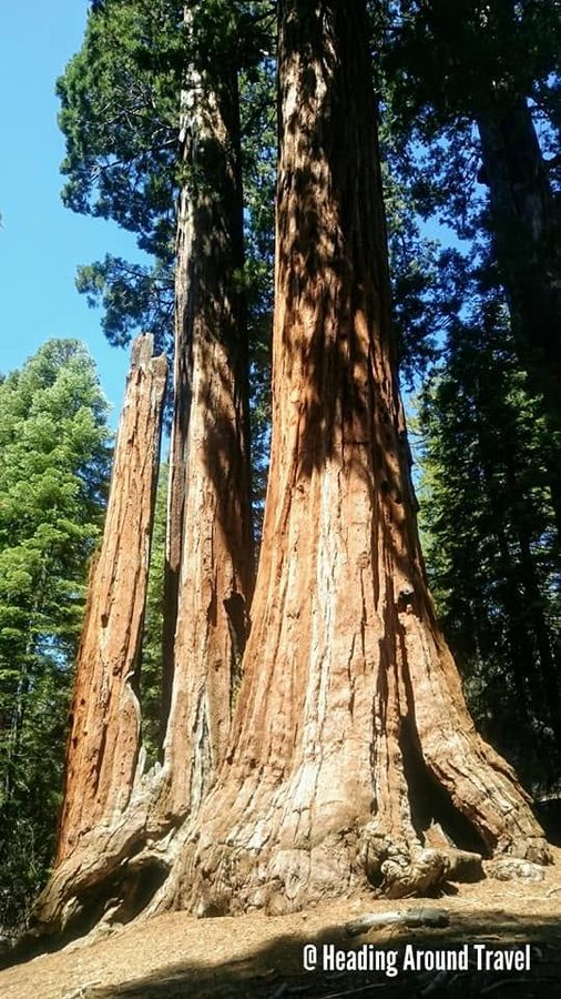 Mammutbäume im Sequoia-Nationalpark